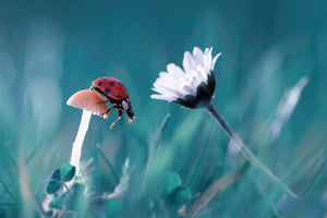 photo-wallpaper-the-story-of-the-lady-bug