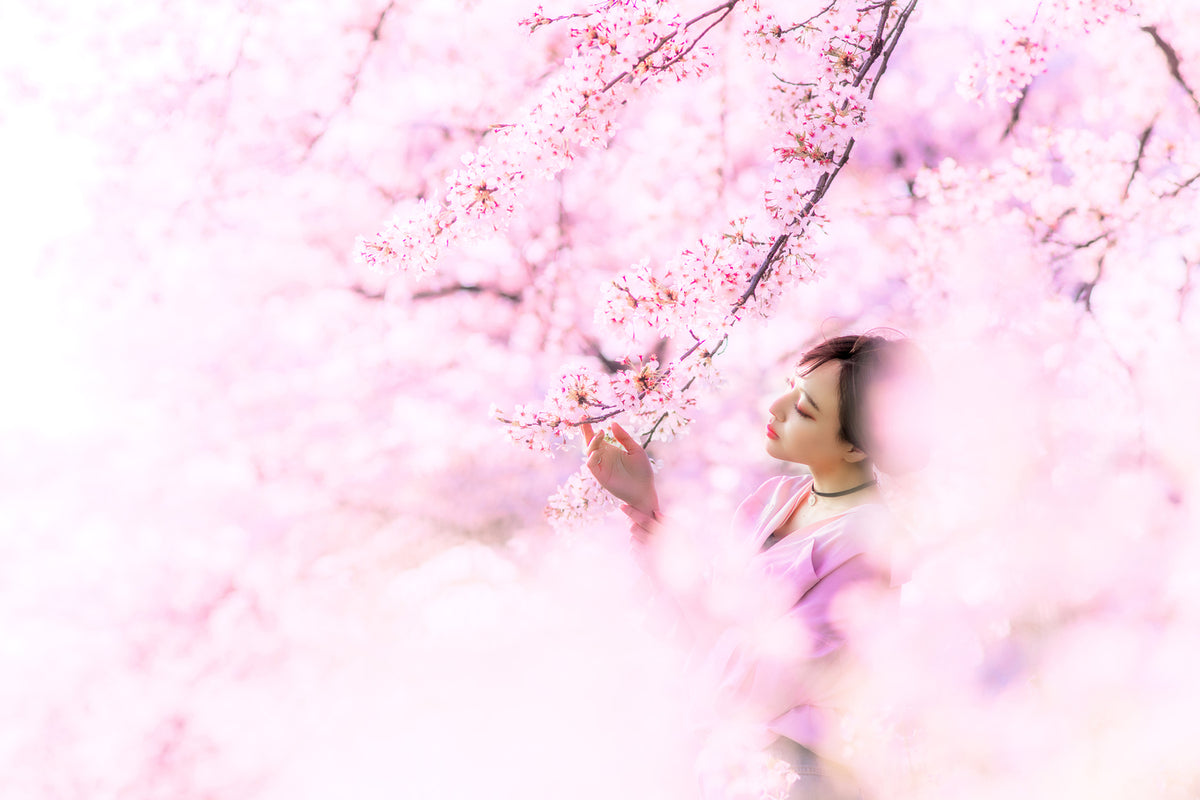 photo-wallpaper-sakura