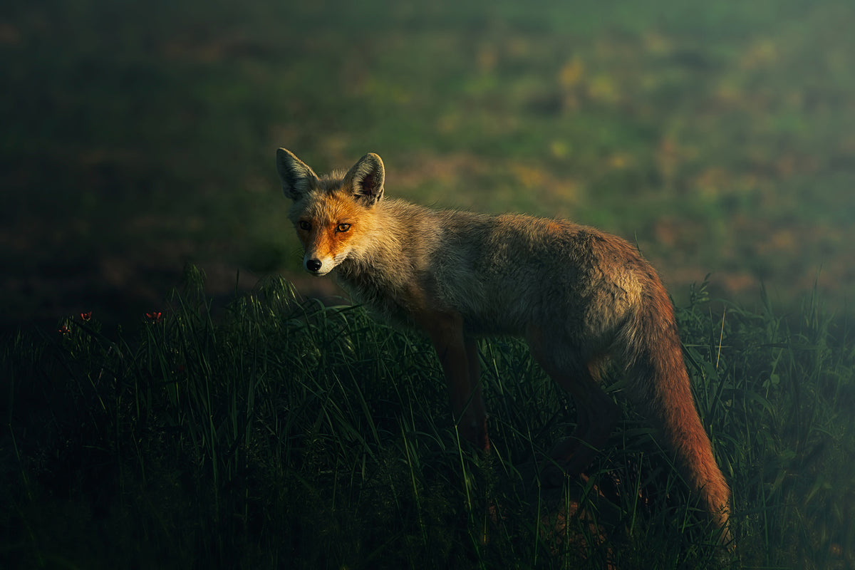 photo-wallpaper-mrfox-x