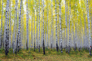 photo-wallpaper-autumnal-birch-forest