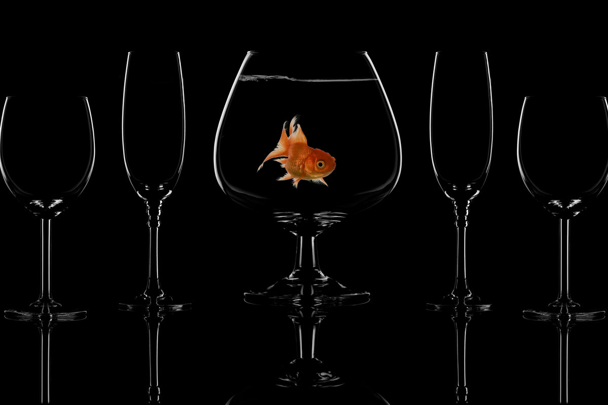 photo-wallpaper-glass-fish