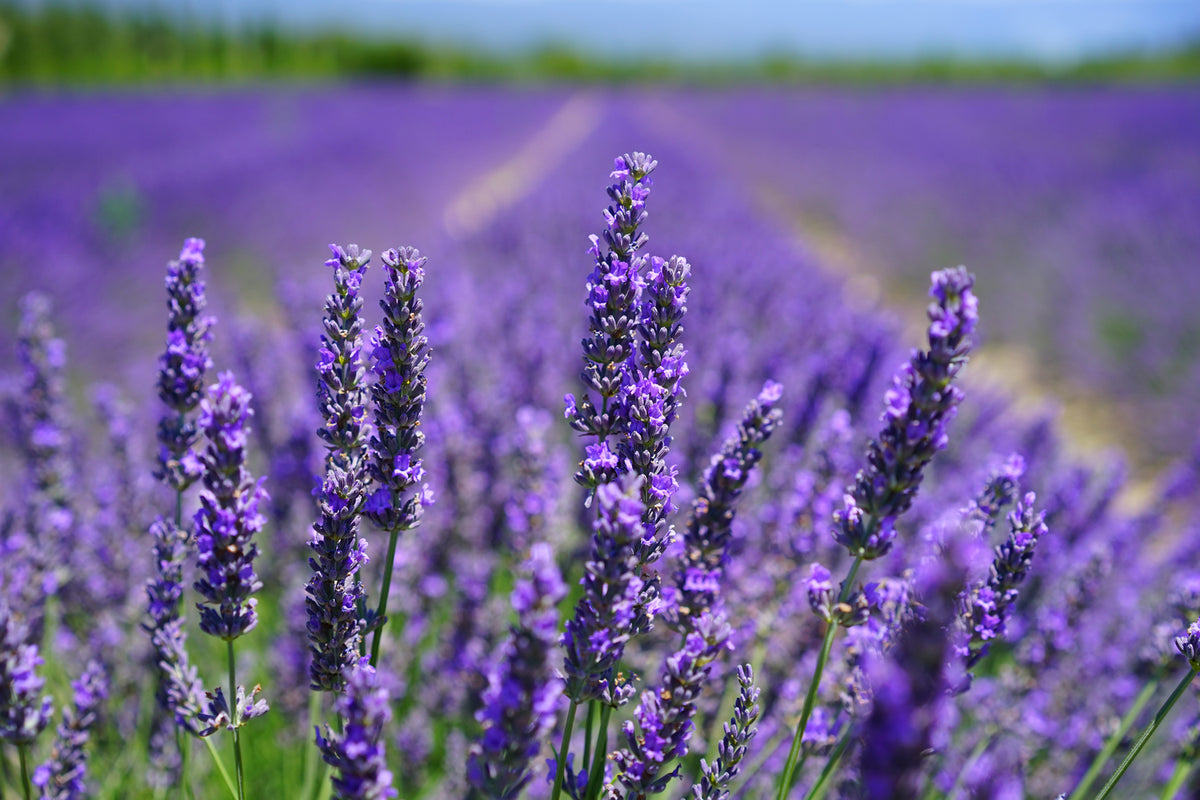 photo-wallpaper-the-lavender-flowers