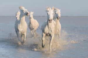 photo-wallpaper-horses-xue