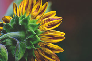 photo-wallpaper-sunflower-close-up