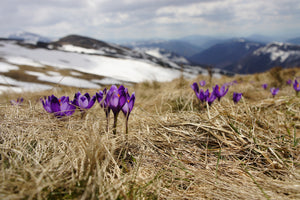 photo-wallpaper-purple-crocus