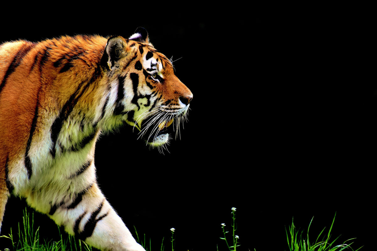 photo-wallpaper-imposing-tiger