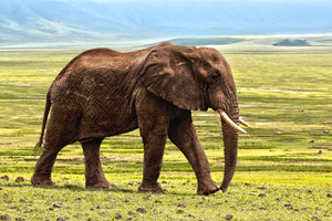 photo-wallpaper-gorgeous-elephant