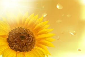 photo-wallpaper-sunflower-in-morning-dew