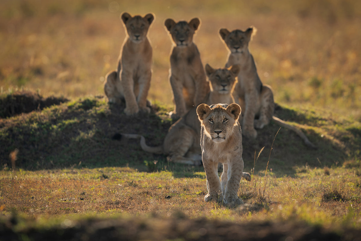 photo-wallpaper-lonely-cubs-x