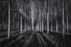 photo-wallpaper-into-the-forest-x