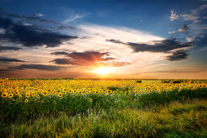 photo-wallpaper-a-field-of-sunflowers