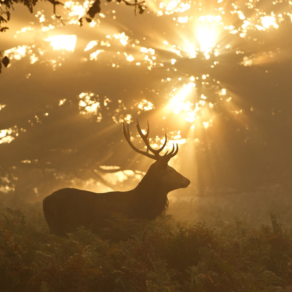 photo-wallpaper-ghost-of-the-forest