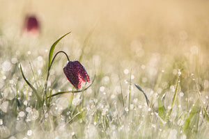 photo-wallpaper-morningdew