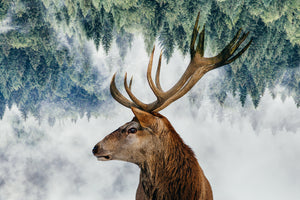 photo-wallpaper-the-deer-and-the-woods-x