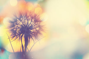 photo-wallpaper-the-dandelion-in-the-light