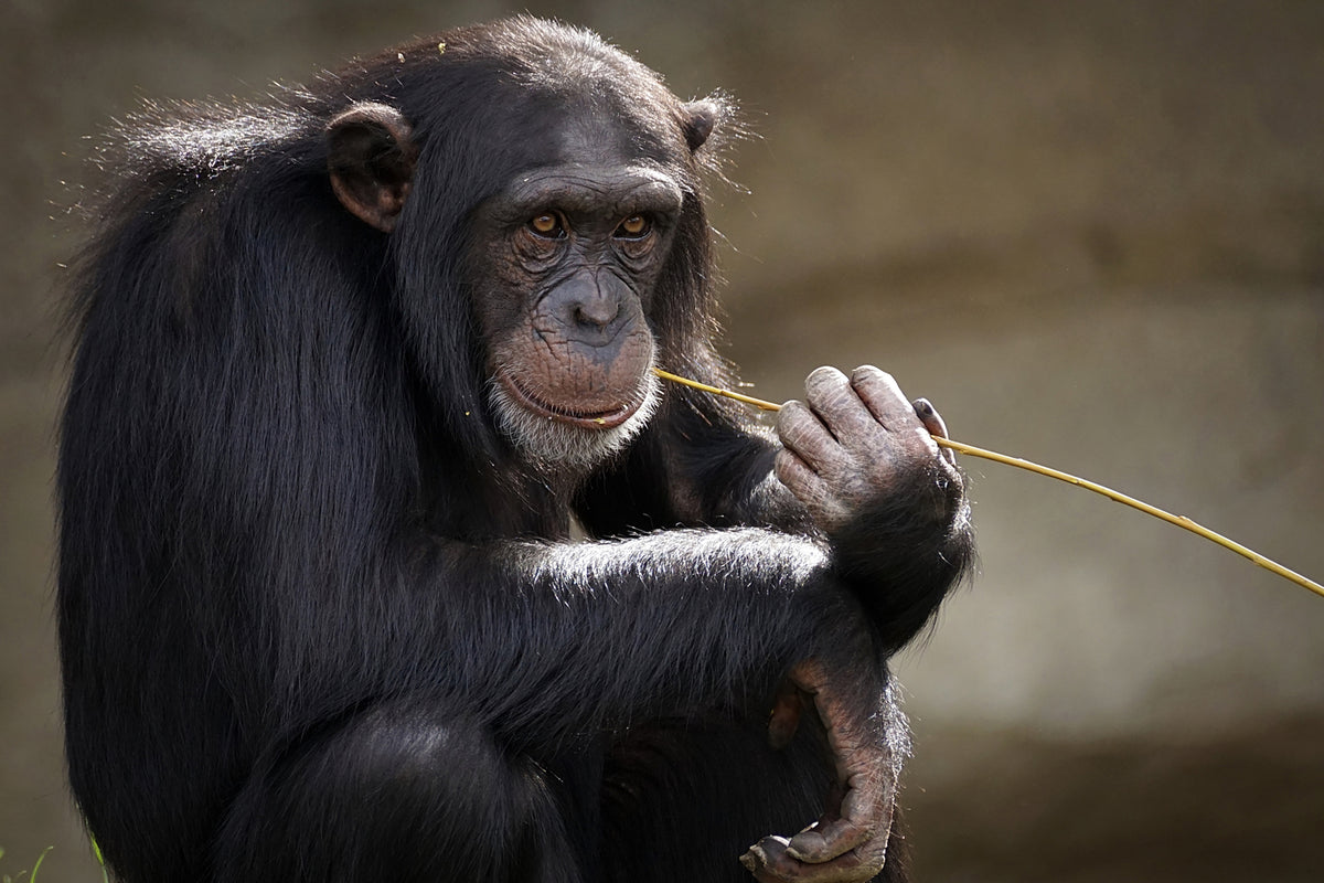 photo-wallpaper-sweet-chimpanzee