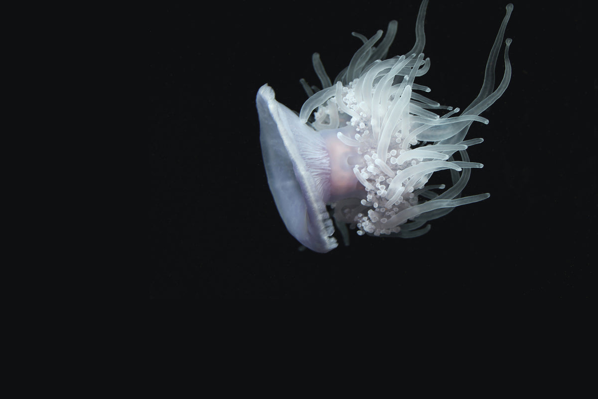 photo-wallpaper-fascinating-jellyfish-xl