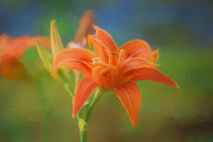 photo-wallpaper-painting-of-a-lily