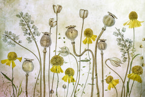 photo-wallpaper-poppies-and-helenium-x