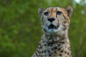 photo-wallpaper-watchful-cheetah