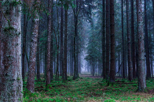 photo-wallpaper-fir-trees-forest