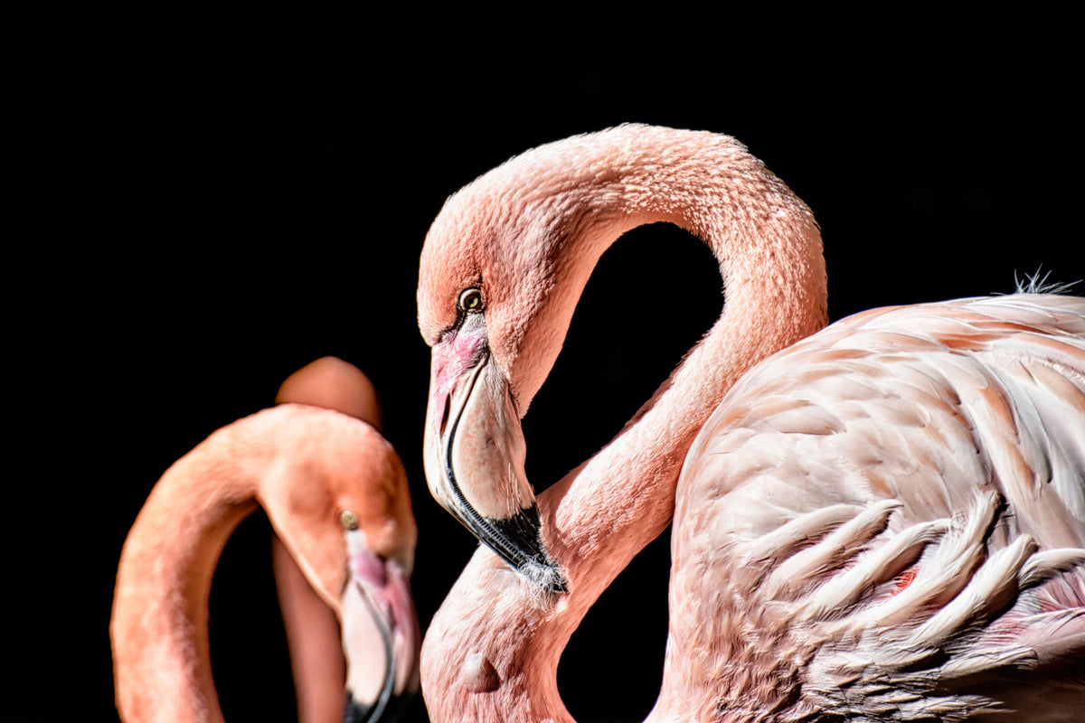 photo-wallpaper-magnificent-flamingos