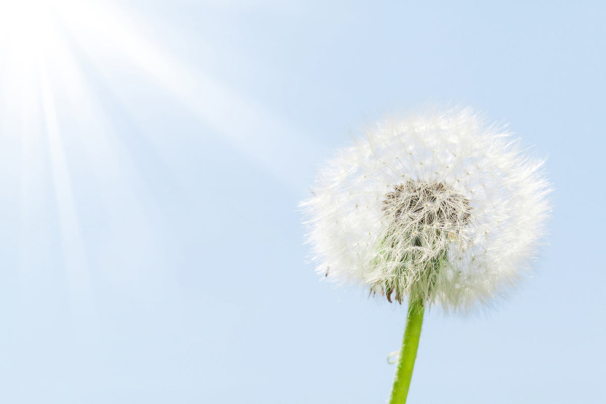 photo-wallpaper-dandelion-in-sunbeam