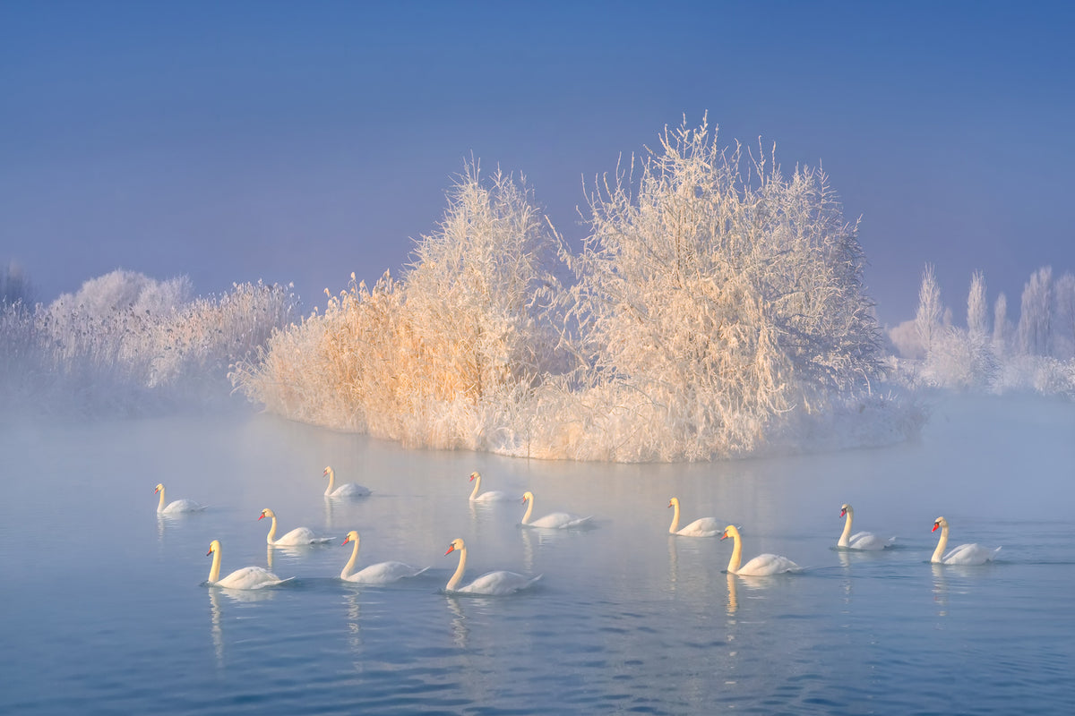 photo-wallpaper-swan-lake-xge