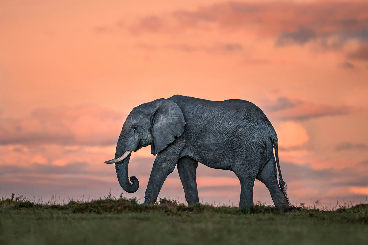 photo-wallpaper-elephant-at-dusk-x