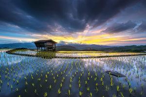 photo-wallpaper-light-in-rice