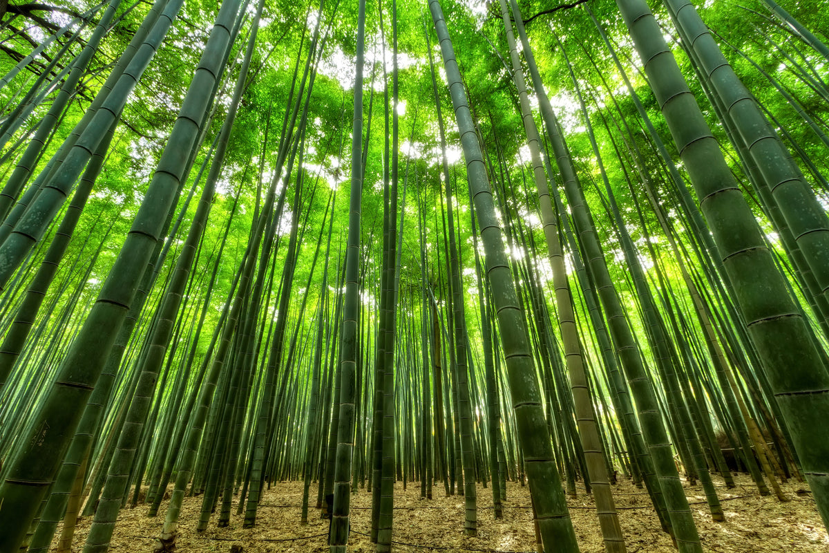 photo-wallpaper-the-bamboo-forest