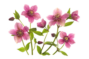 photo-wallpaper-helleborus-x-hybridus-tutu-x