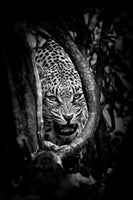 photo-wallpaper-leopards-lair