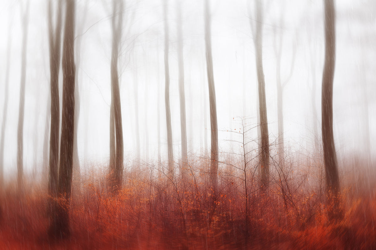 photo-wallpaper-endless-woods-x