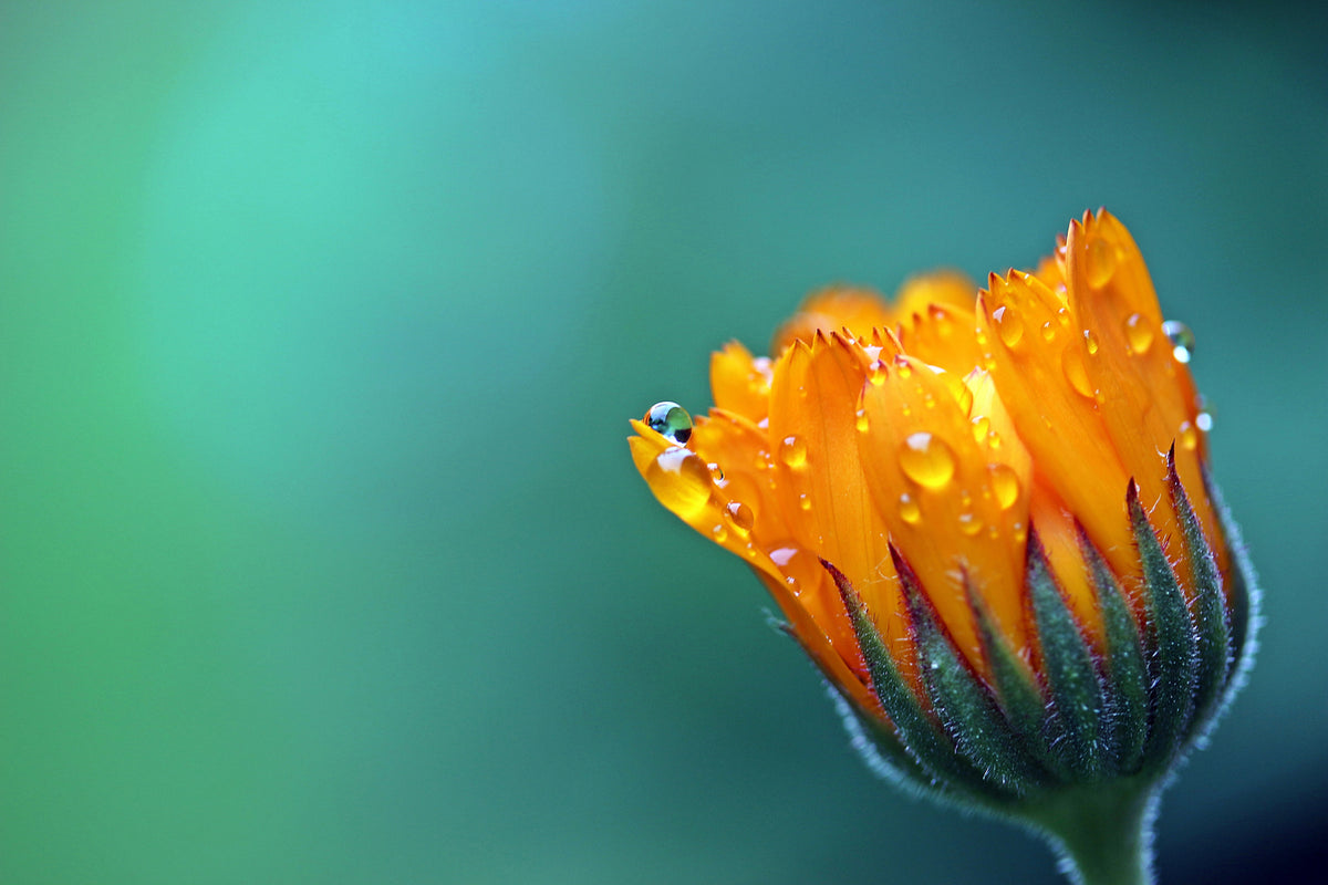 photo-wallpaper-marigold-in-morning-dew