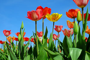 photo-wallpaper-wild-tulips