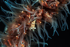 photo-wallpaper-zanzibar-whip-coral-shrimp