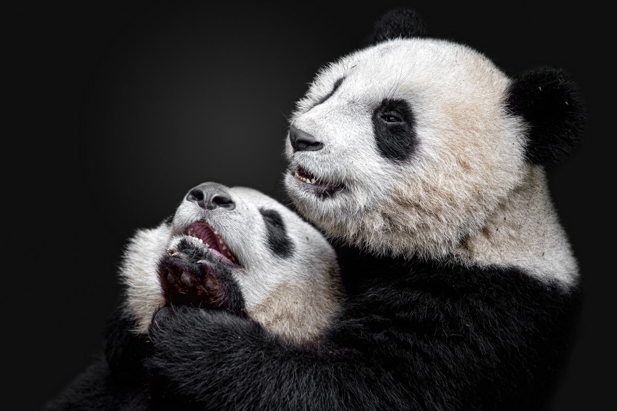 photo-wallpaper-pandas-x