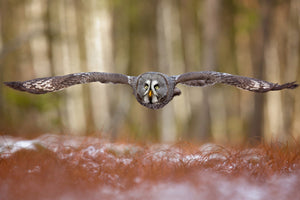 photo-wallpaper-great-grey-owl