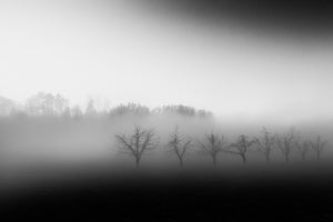 photo-wallpaper-eight-trees-in-the-mist