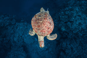 photo-wallpaper-green-turtle-on-blue-water