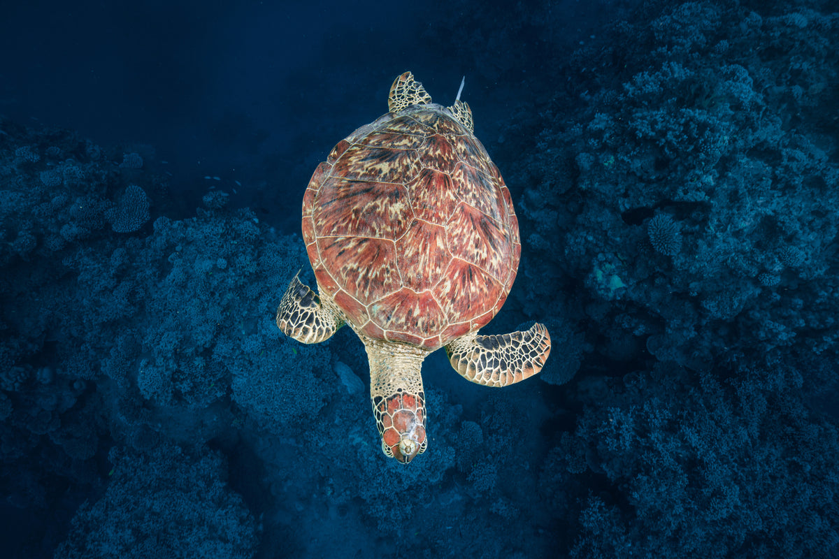 photo-wallpaper-green-turtle-on-blue-water