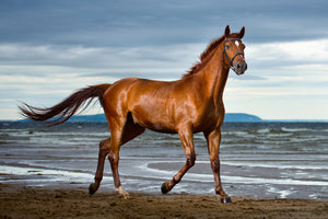 photo-wallpaper-a-thoroughbred-at-the-sea