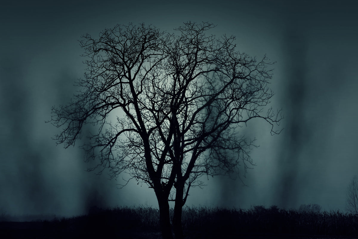 photo-wallpaper-the-tree-in-darkness