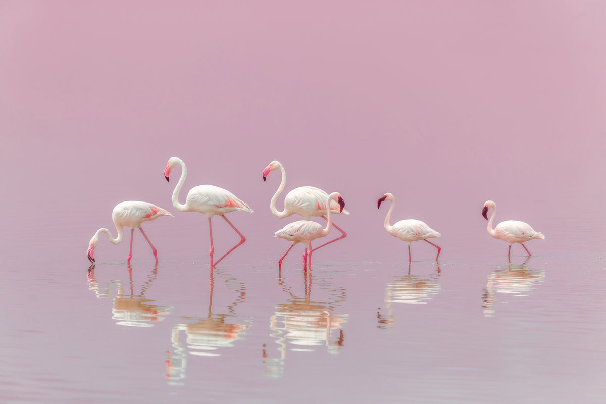 photo-wallpaper-flamingos-xyo