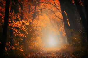 photo-wallpaper-autumn-light-in-the-forest