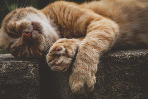 photo-wallpaper-sleeping-cat