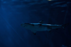 photo-wallpaper-dangerous-shark