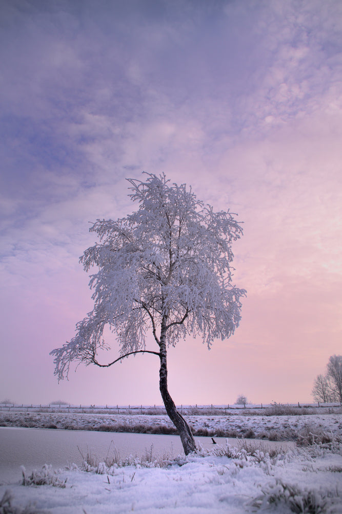 photo-wallpaper-a-winter-tree