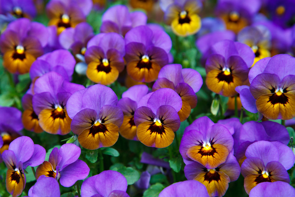 photo-wallpaper-the-pansies